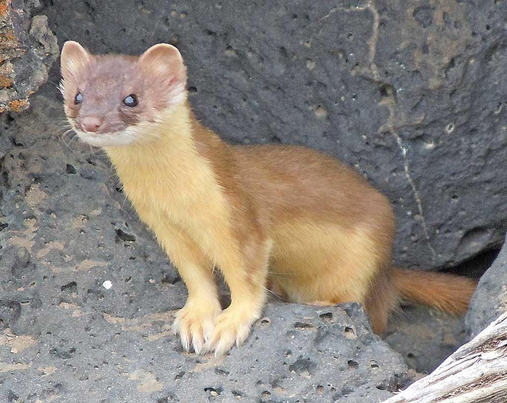 Wild Ideas: The fierce and efficient weasel | Features 