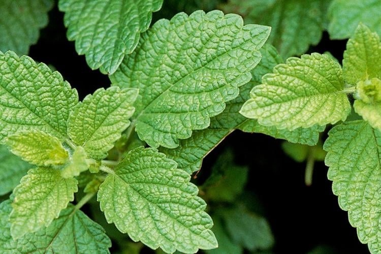 Harvesting calm How lemon balm eases challenging times Nature