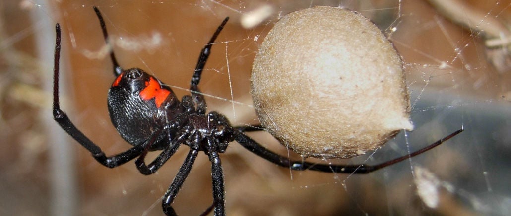 Two Northern Black Widow spiders found in Brown County