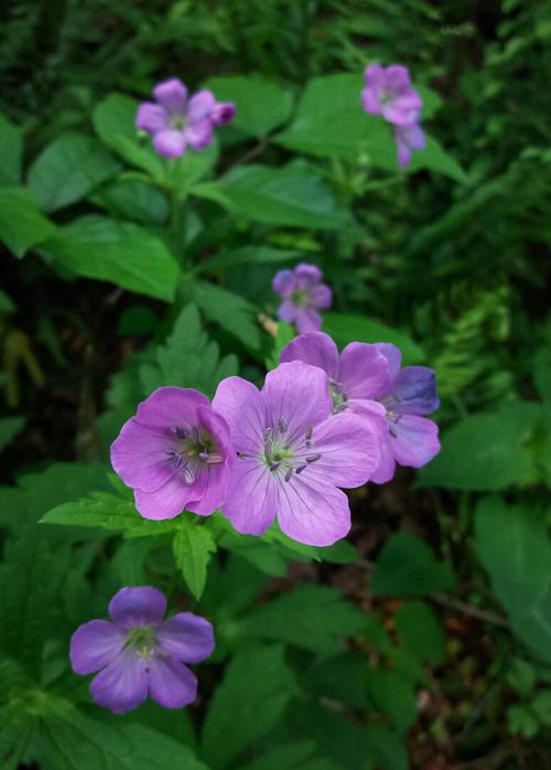 wildCranesbill-27-2-web.jpg