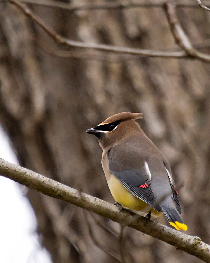 Cedar Waxwing Range