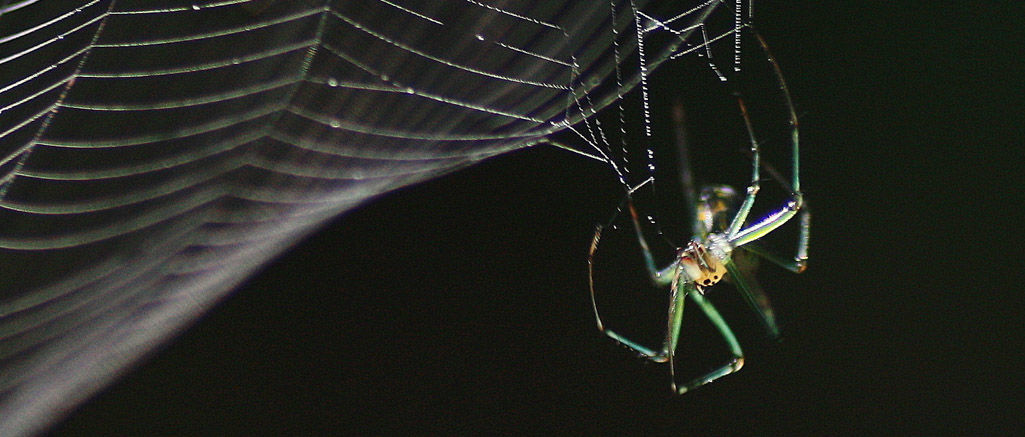 Spiders - System of a Down Chile