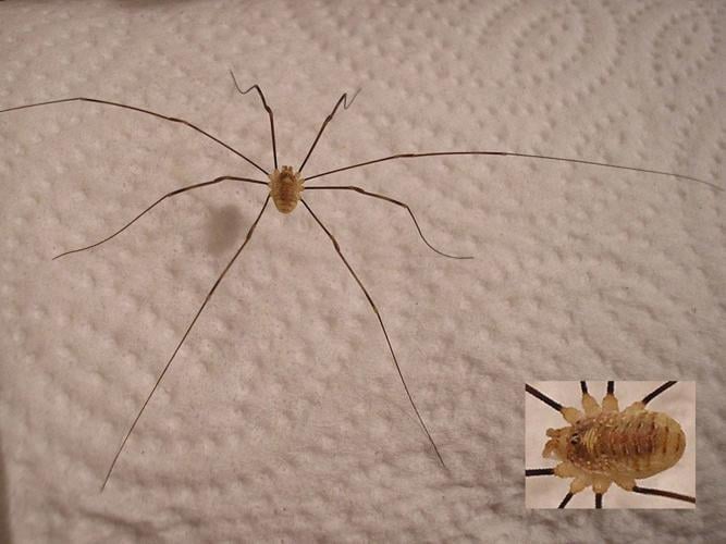 OUTDOORS: Daddy Longlegs belong in a class all their own - Orillia