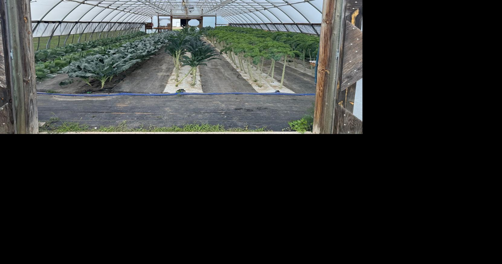 Tunnel farming in South Dakota