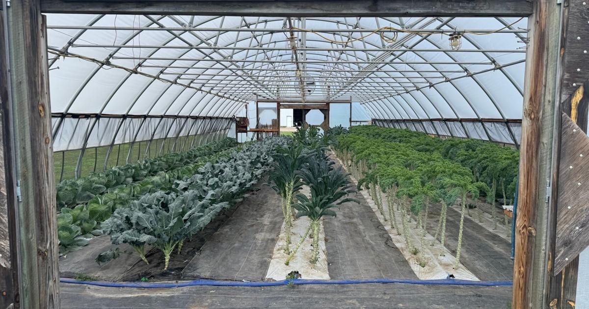 Tunnel farming in South Dakota