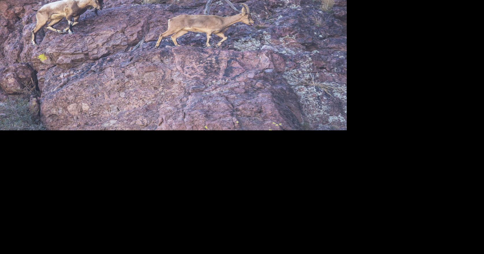 New Mexico Wildlife Federation recommends action to restore populations