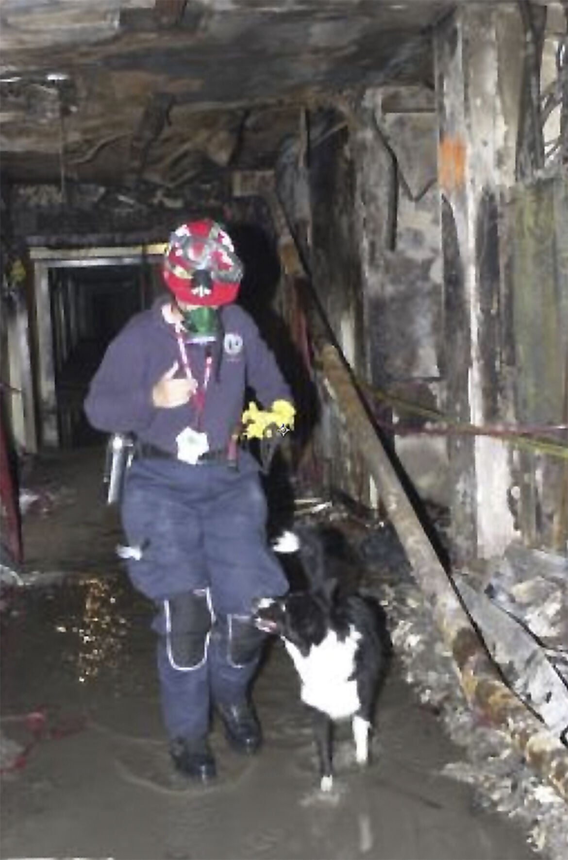 A 9/11 hero on four paws — Roswell’s Sage