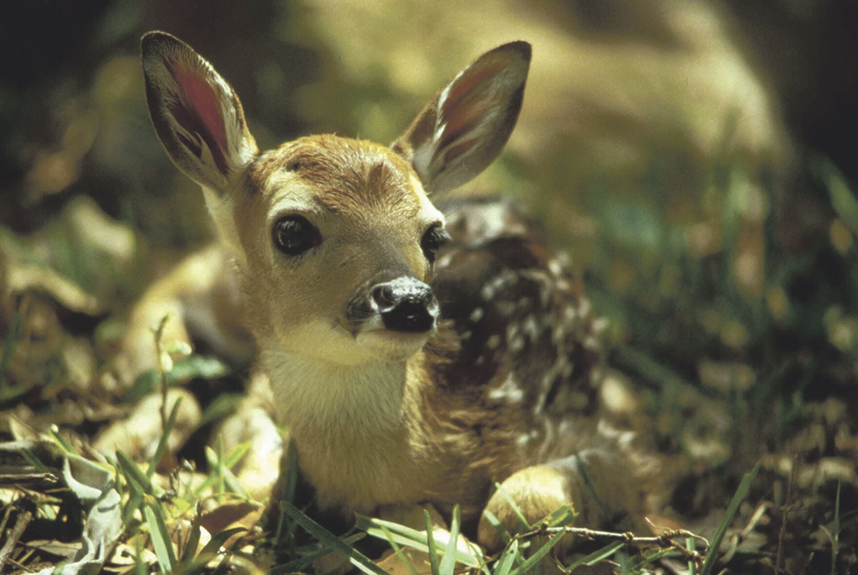 People urged not to interact with fawns