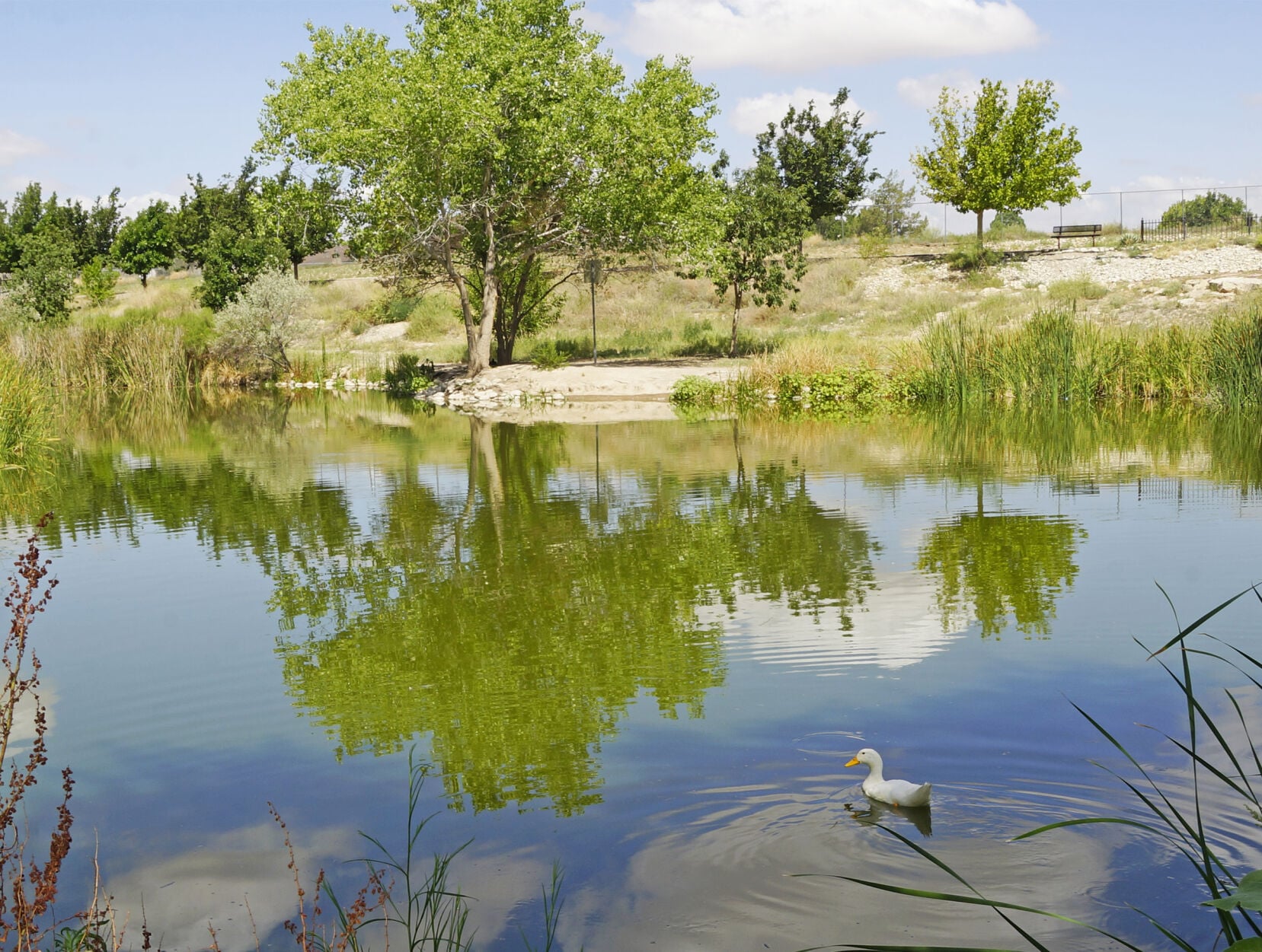 Bird sanctuary ponds returning to normal