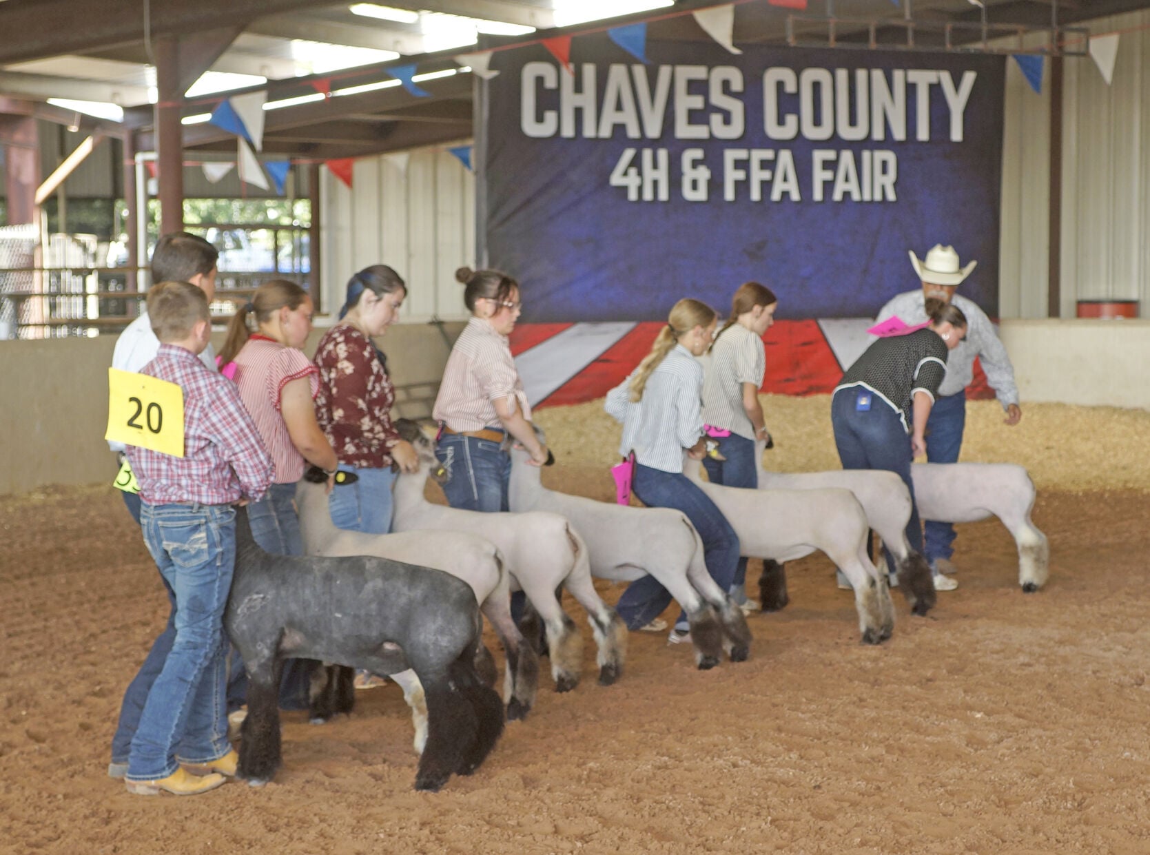 Blackface sheep on display