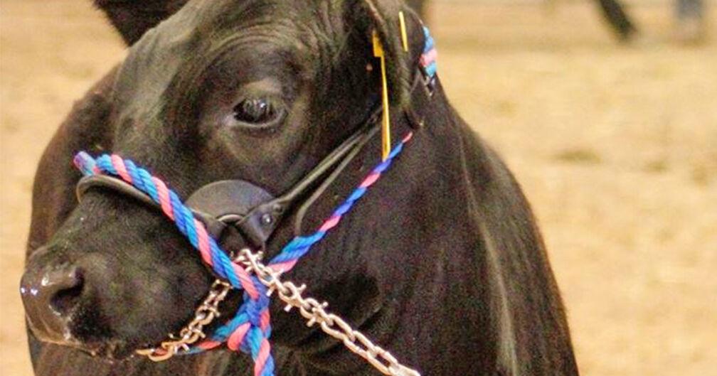 Livestock schools breed leadership skills