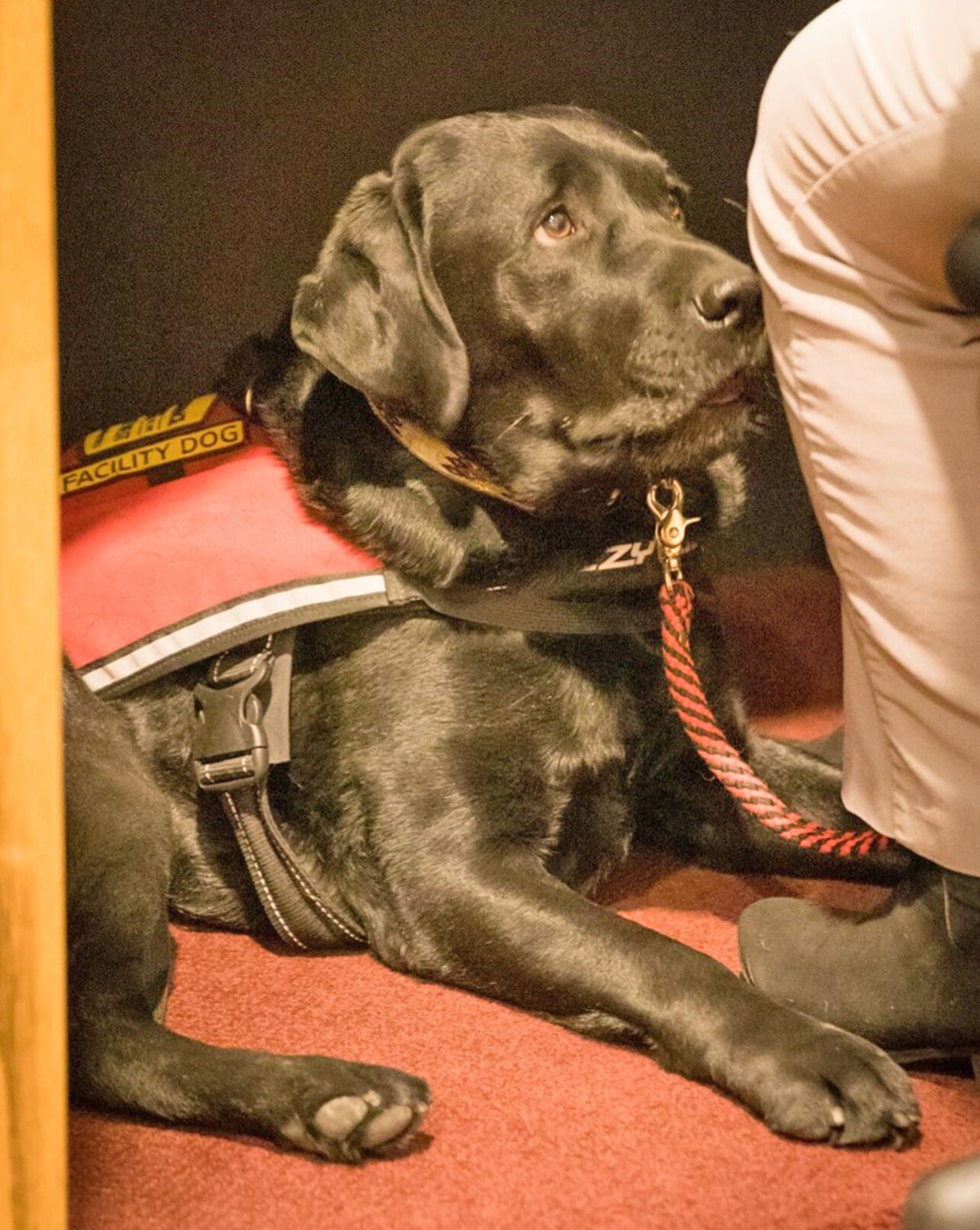 Courthouse dogs set to retire
