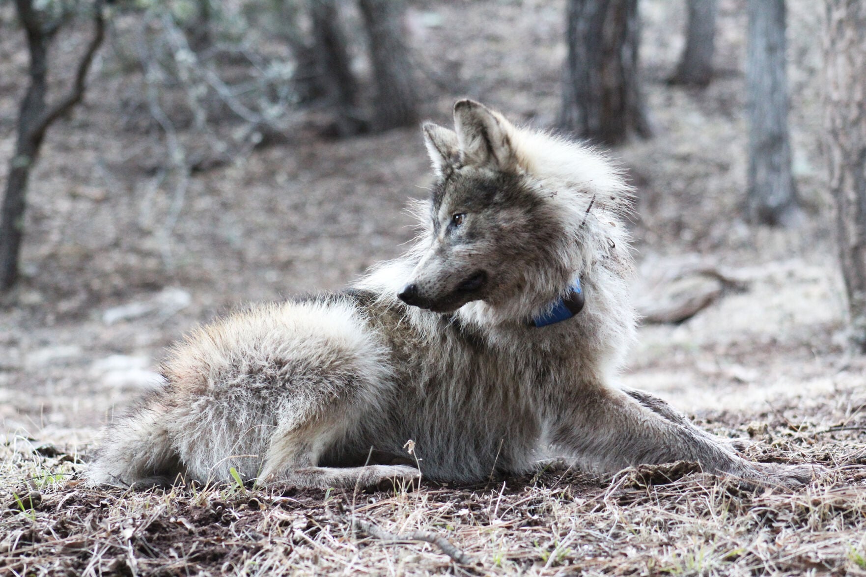 County might hire contractor for federal land, endangered species matters