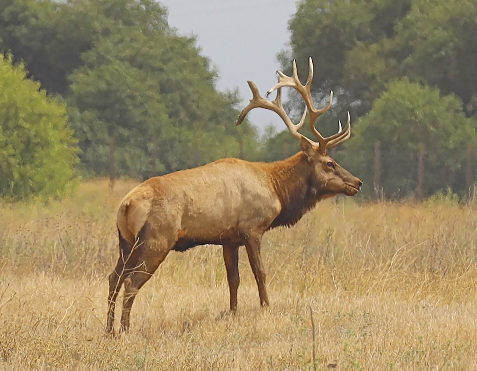 State protects 11,000 acres of wildlife habitat in Membres Valley