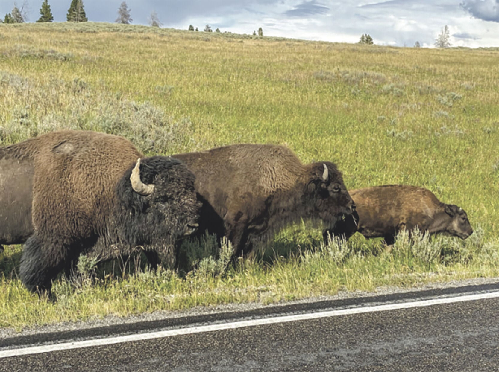 Bison played key role early on at Bosque Redondo reservation