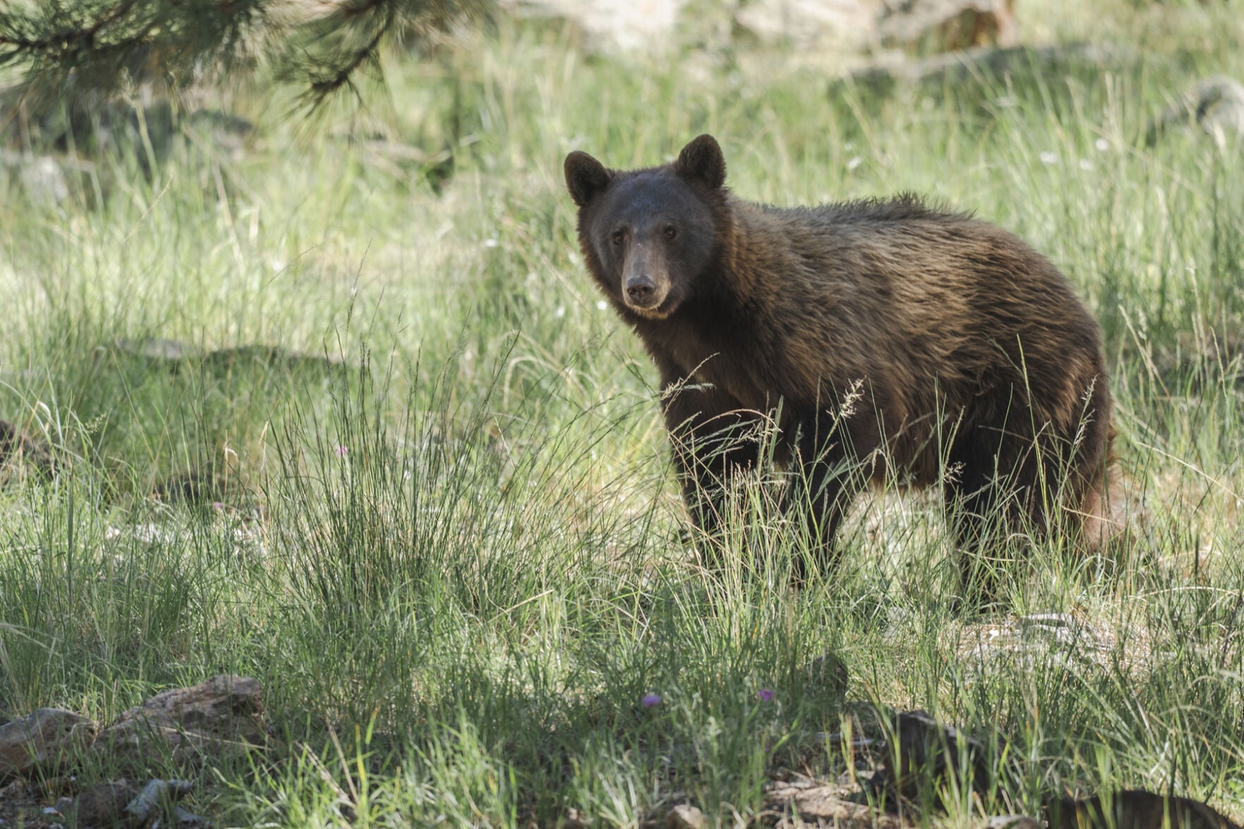 Enjoy New Mexico’s wildlife this weekend, but keep your distance