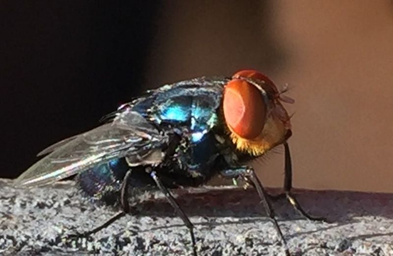 Screwworm detected in Grant County