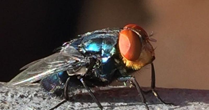 West Texas officials outline what to know about New World Screwworm