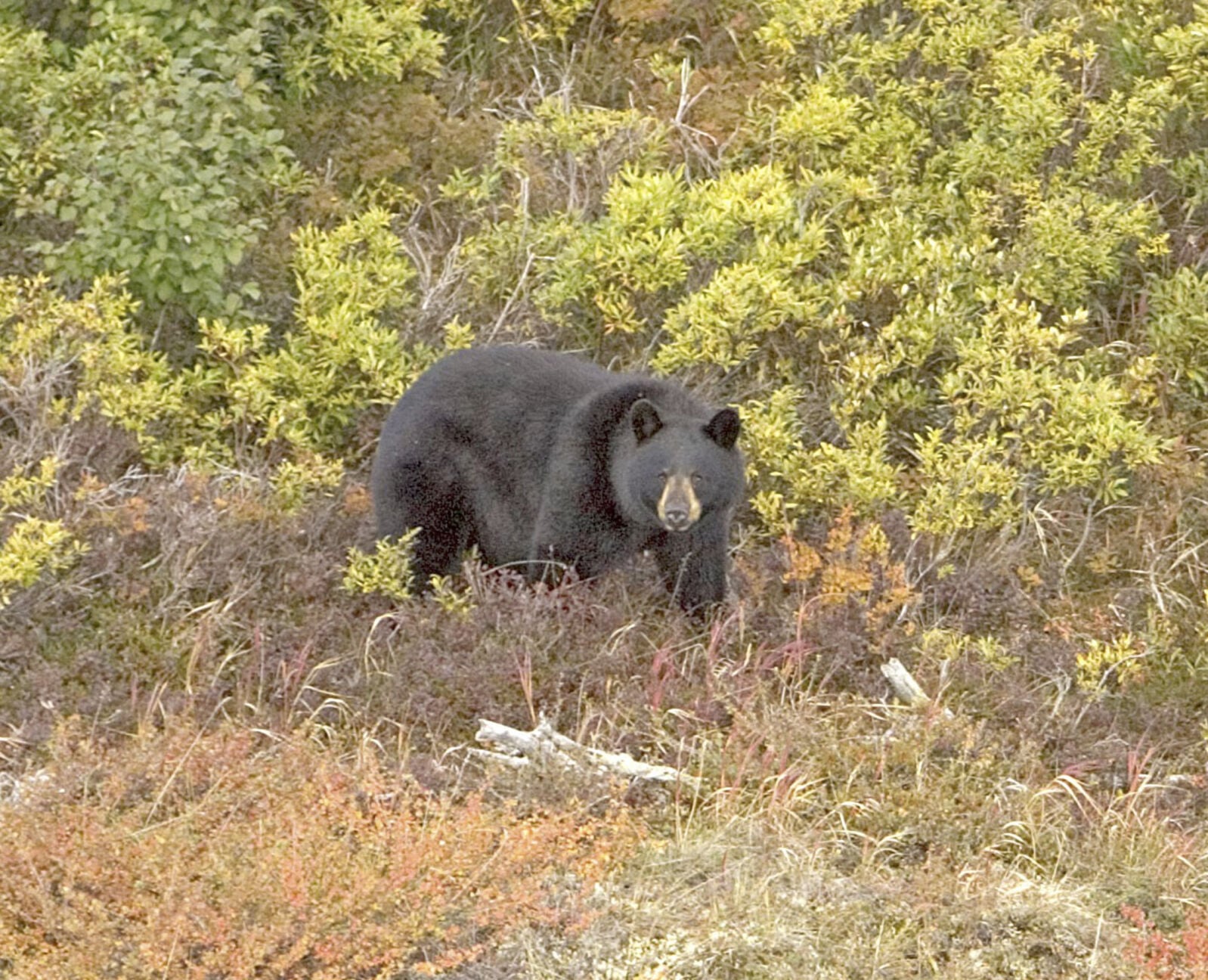 Conservation officers investigating bear incident near Red River
