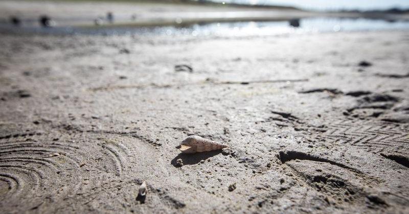 In this 2025 file photo, a shell rests on the muddy shore that was once lake bottom at Lake Corpus Christi in Mathis.