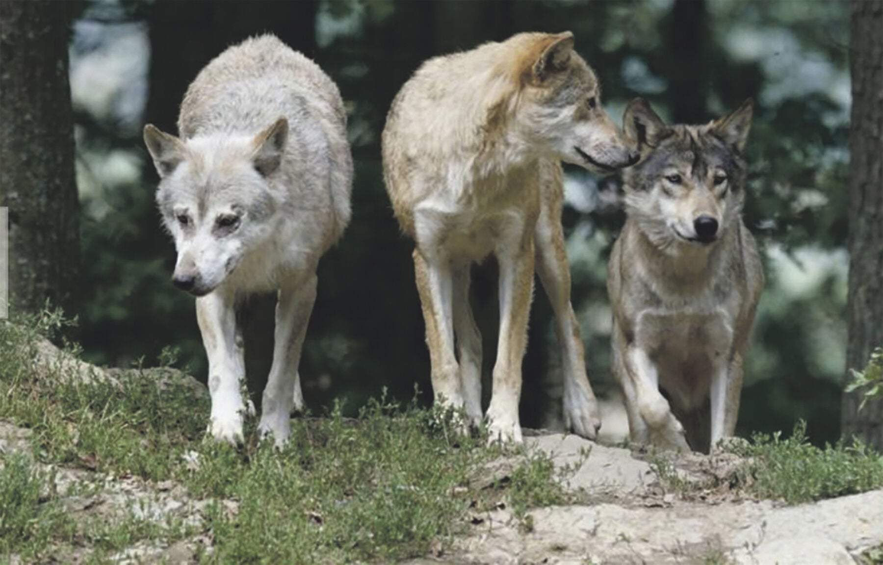 Embudo wolf-dog pack faces scrutiny