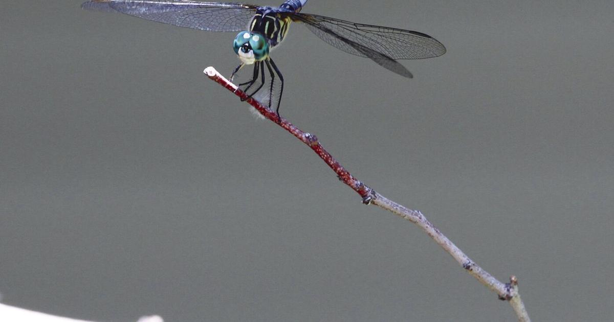 Pilot Insect Meet the jet pilots of the insect world | Vision | rdrnews.com