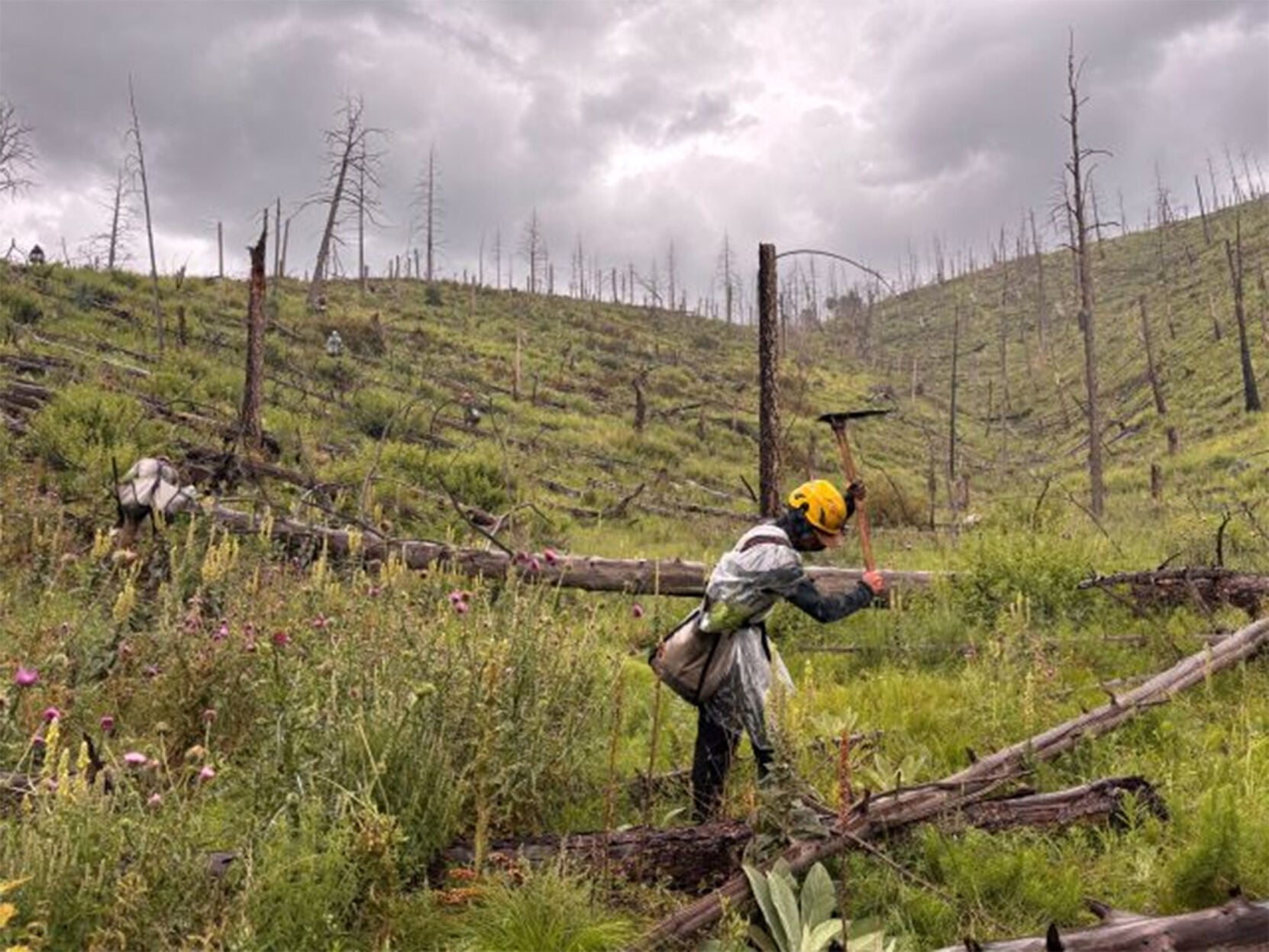 USFS wraps up reforestation efforts in Lincoln National Forest