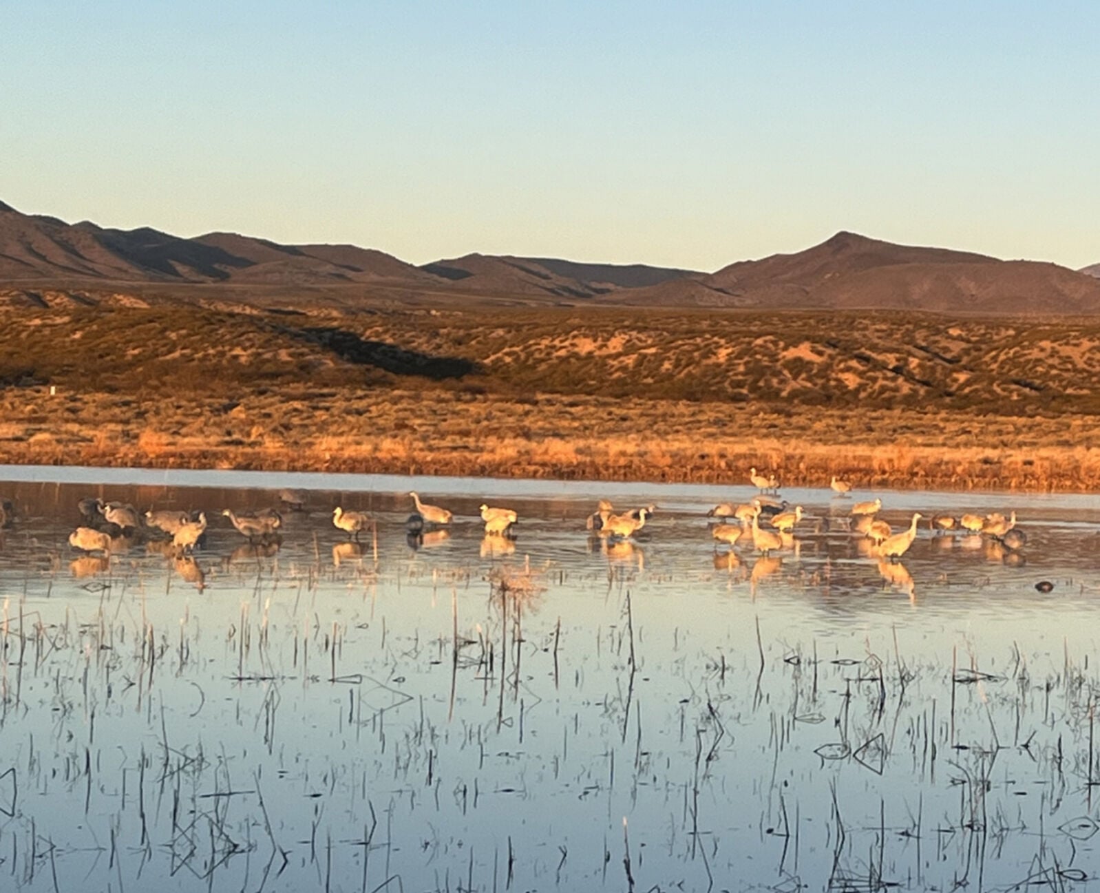 Bosque del Apache National Wildlife Refuge proposes fees for guiding opportunities