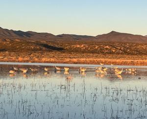 Bosque del Apache National Wildlife Refuge proposes fees for guiding opportunities