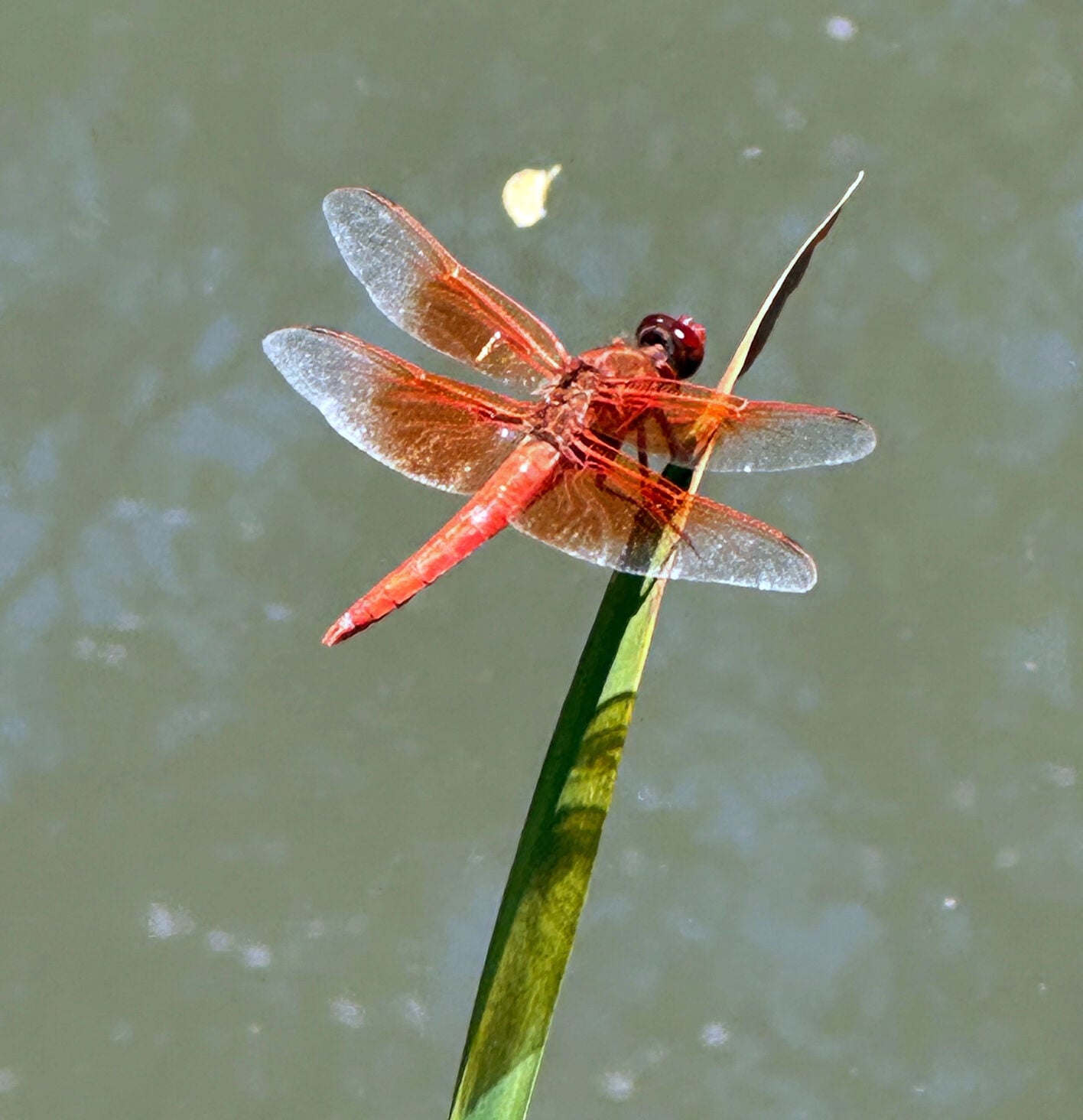 Dragons, damsels and butterflies, oh my