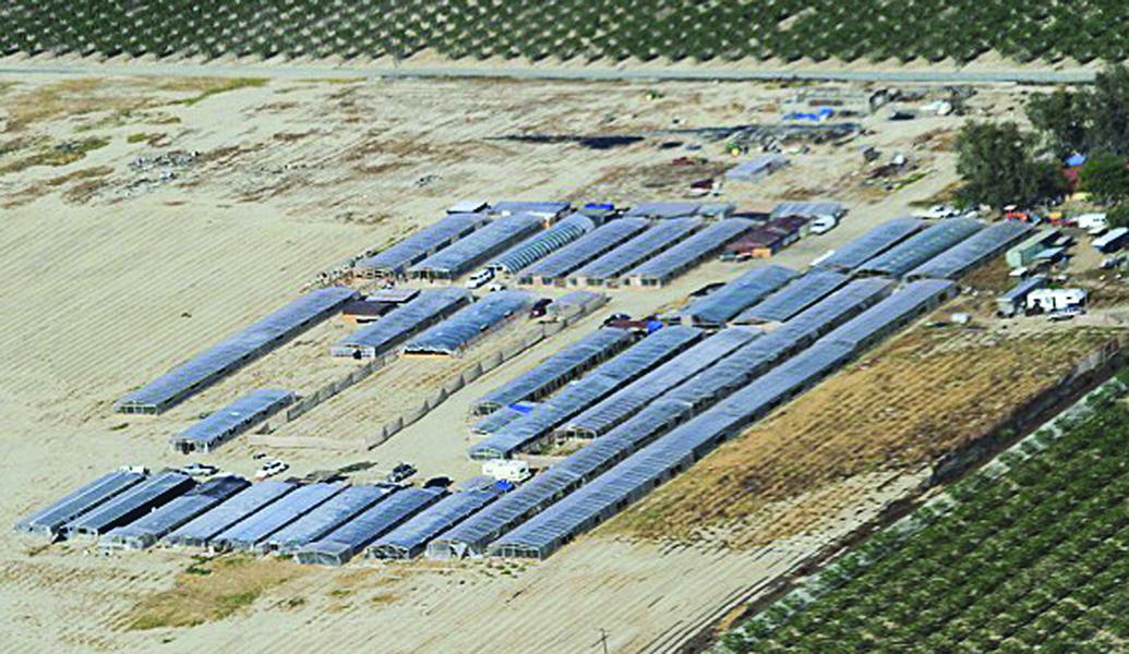 Huge pot farm discovered News