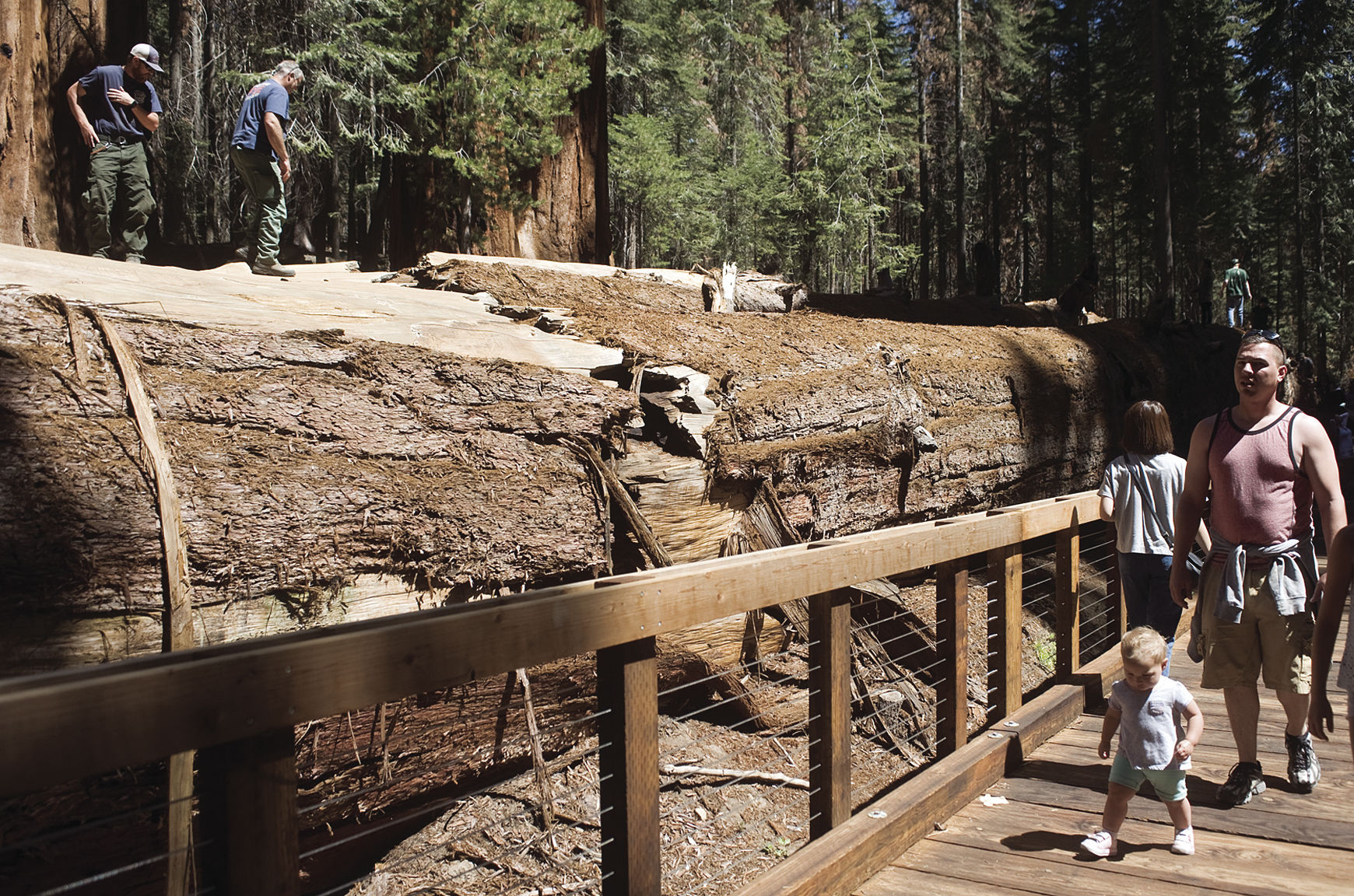 trail of 100 giants campground