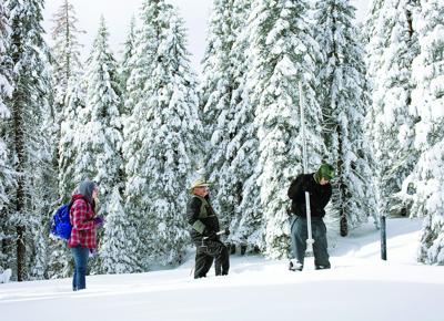 Tales From The Mountain Snow Pack At Quaking Aspen At 143 Percent