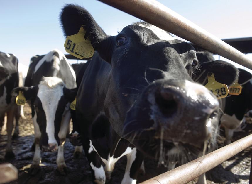 Tulare County leads nation in milk production News