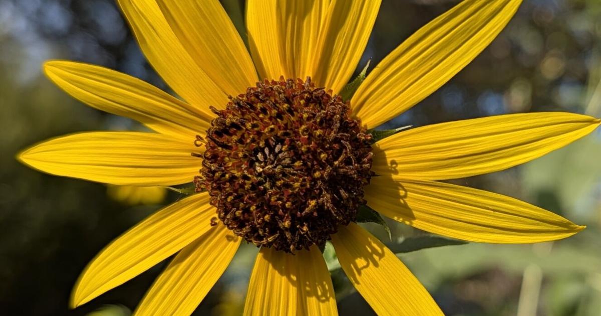 Celebrate biodiversity, Nature Bingo at Tule River Parkway