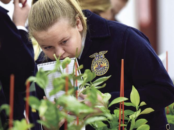 Annual Competition Citrus acumen on display News