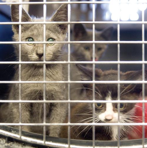 City Seeks Allies In Curbing Cat Population Recorderonline Com