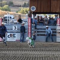 Springville USA Shines Again with Bulls, Broncs and Barrels | Photos ...