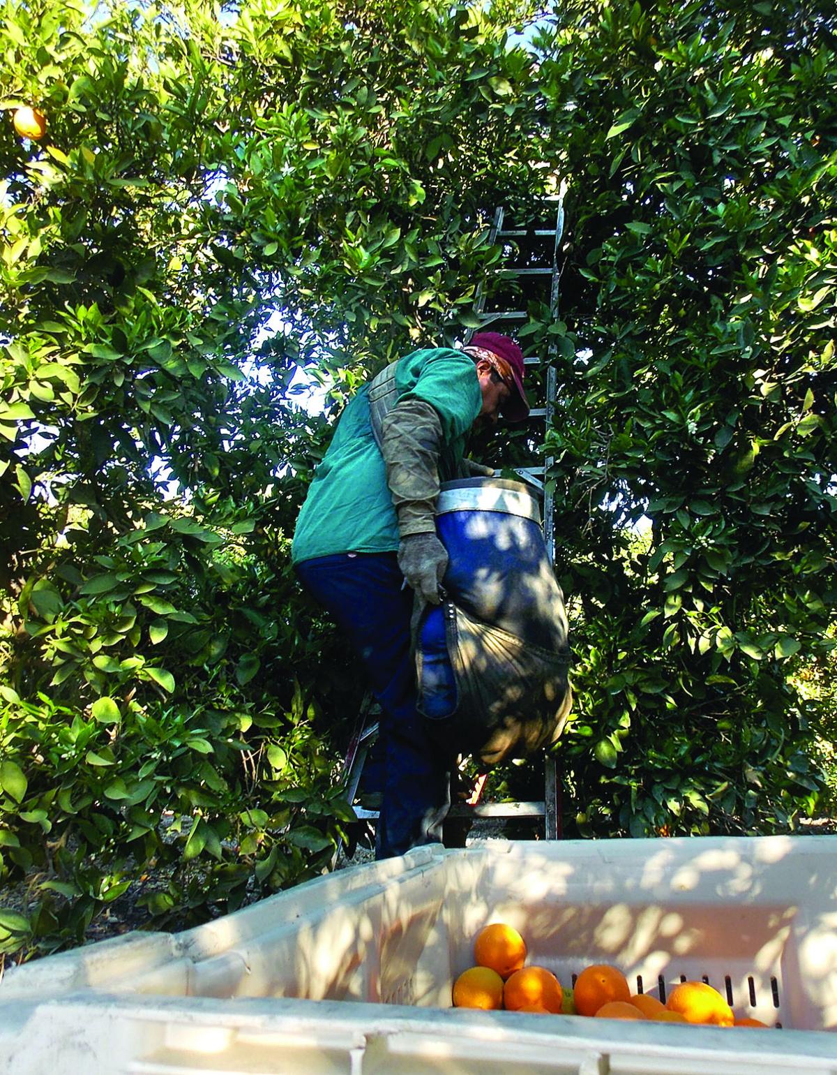 Citrus growers facing a tough year News