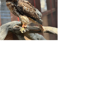 SCICON expanding Raptor Center | Photos | recorderonline.com