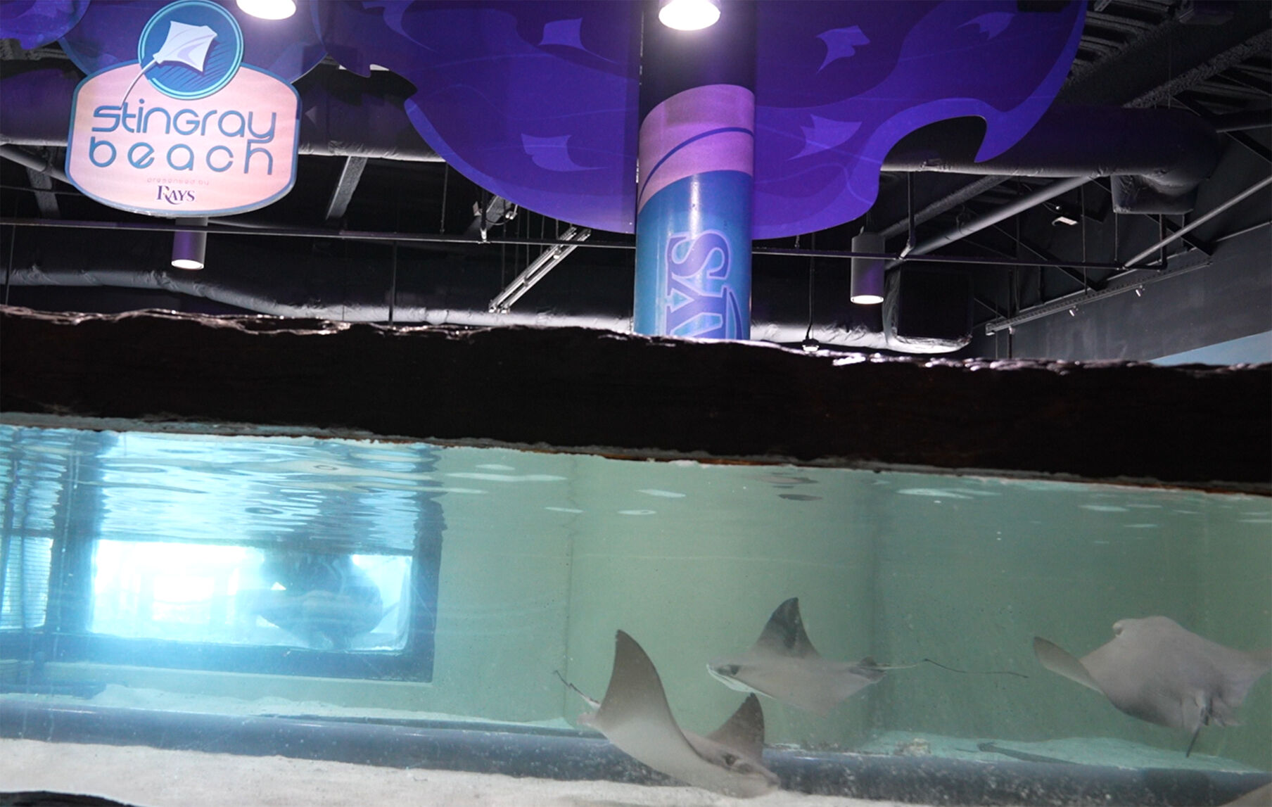 Safe! Florida Aquarium's Stingrays Ride Out Milton In MLB Rays ...