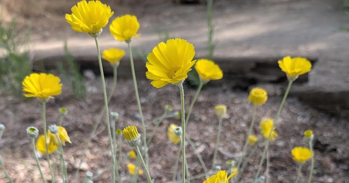 What's Happening: Nature Bingo at Parkway BY CHARLES WHISNAND cwhisnand@portervillerecorder.com Sep 10, 2026 10 mins ago