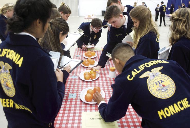 Annual Competition Citrus acumen on display News
