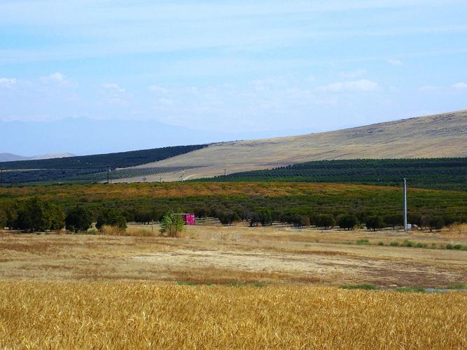 Dying citrus orchard