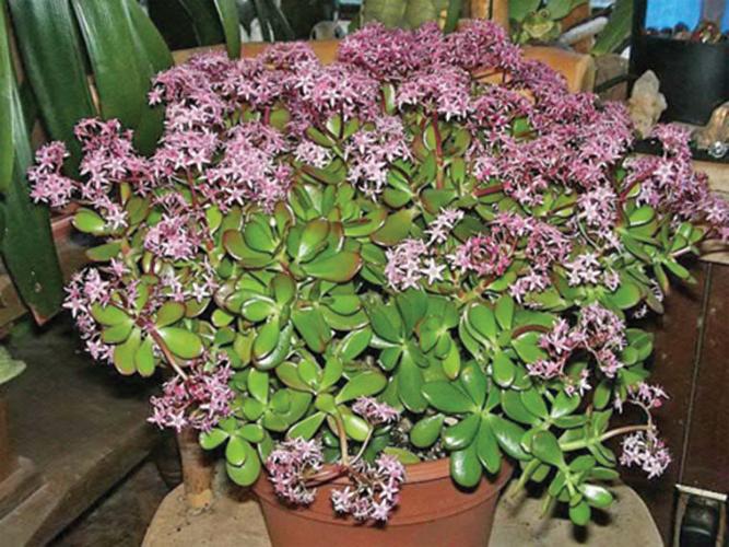 Cacti and succulents for the indoors | Features | recorderonline.com