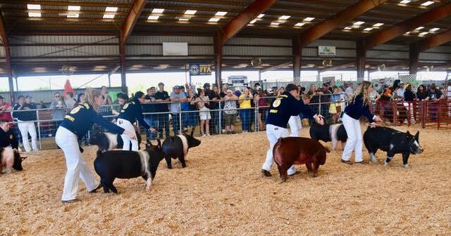 Hogs Gone Wild: They take center stage at fair | Photos ...