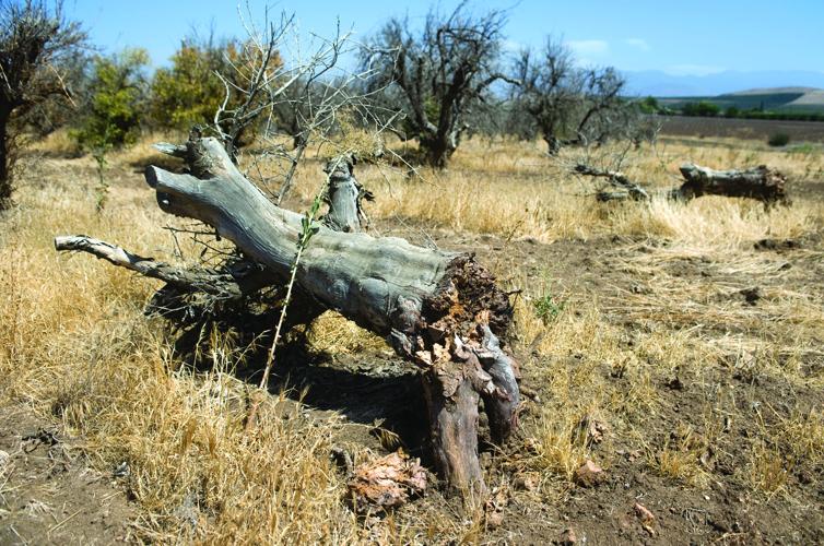 Dead and dying citrus trees