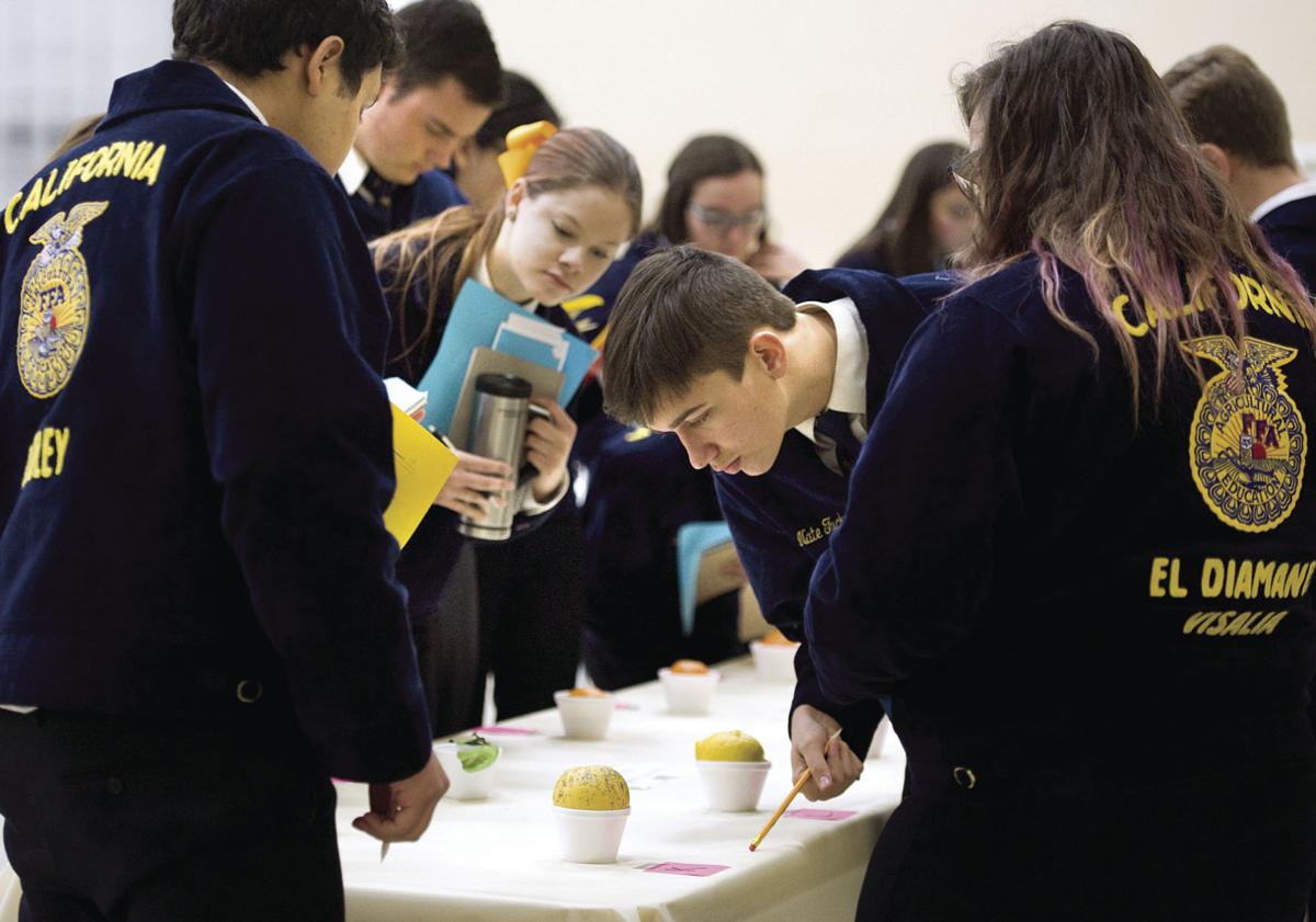 Citrus judging comes to the Orange Belt News