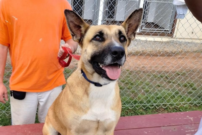 Project Homebound giving chances to dogs and inmates Arts