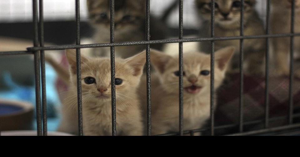 Due to confirmed virus, Athens Animal Shelter is not accepting cats